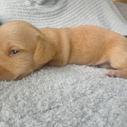 Dachshund Puppies from Carranza Puppy Farm