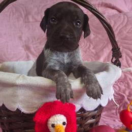 Willow Girl. 5 - Liver roan female German Shorthaired Pointer puppy in Banning, California from ⭐🦆 So Cal on Point GSP'S🇺🇲🇩🇪 lg
