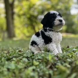 Bright Blue Boy - Black and white male Sheepadoodle puppy in Emlenton, Pennsylvania from Doodles in PA