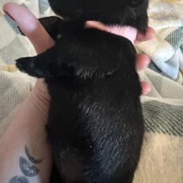 Joy - Black female Scottish Terrier puppy in Eagle Lake, Florida from Its Scot To Be Love Scotties