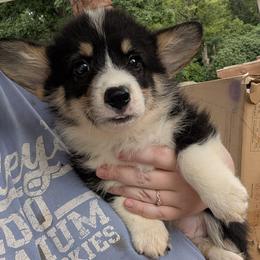Puperoncino (blue collar) - Black and tan male Pembroke Welsh Corgi puppy in Stoystown, Pennsylvania from Willow Grove Corgis