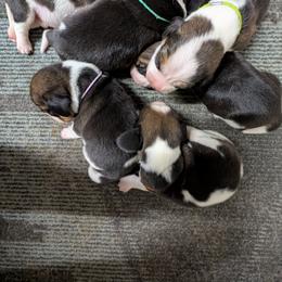 Blue - Black tan and white female Beagle puppy in Vallejo, California from Tailwindfarm