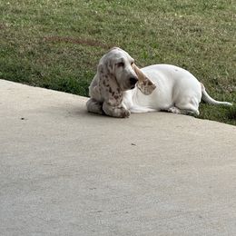 Banjo - Lemon and white male Basset Hound puppy in Manchester, Tennessee from Middle TN Leopard Catahoulas and Middle TN Bassett Hounds