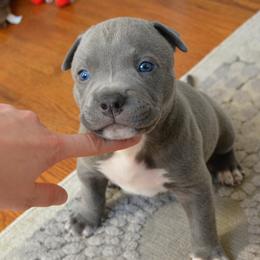 American Bully Puppies from Nitro’s Bullies