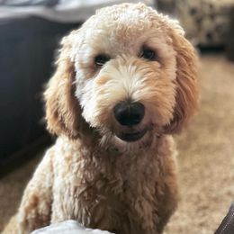 Goldendoodle Puppies from Rolling Acres Doodles and Poodles