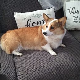 Buttons - Pembroke Welsh Corgi