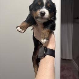 Rocky - Black tri male Miniature Australian Shepherd puppy in Sweeny, Texas from Peach Creek Minis