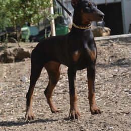 Doberman Pinscher Puppies from Obsidian Kennels