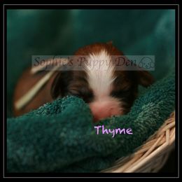 Cavapoo Puppies from Sophie's Puppy Den