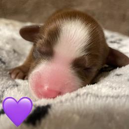 Athena - Chocolate and tan female Dachshund puppy in Petersburg, Virginia from Wiggle Waddle Dachshunds
