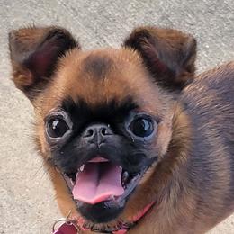 Ms Daphne - Brussels Griffon