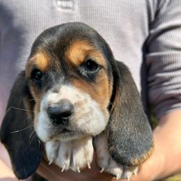 Female 3 - Black brown and white female Basset Hound puppy in Lindley, New York from Hill Top Basset Hounds & Cane Corso