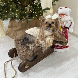 Yorkshire Terrier puppies from Yorkie Manor Country Club