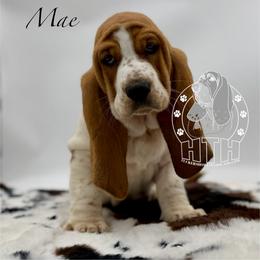 Mae - Mahogany and white female Basset Hound puppy in Dingess, West Virginia from Tuckers' Howling Hounds