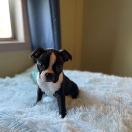 Boston Terrier Puppies from Angie's Little Bostons