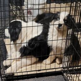 Chance - Black tri-color male Australian Shepherd puppy in Guthrie, Oklahoma from 2bar Aussies