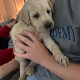 Pink - Yellow female Labrador Retriever puppy in Anoka, Minnesota from Sunshine Acres