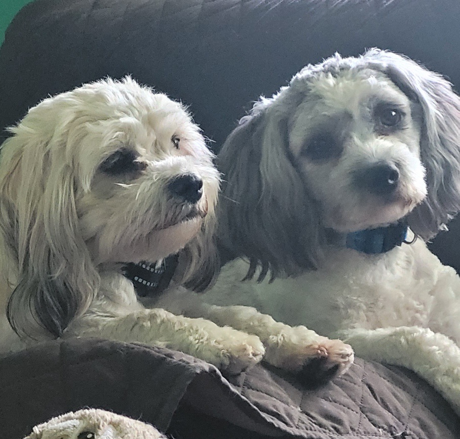 Shichon All Grown Up from Shichon Teddybear  puppies of Miss