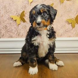 Olaf - Tri-color male Bernedoodle puppy in Russell Springs, Kentucky from 270 Doodles