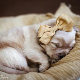 Labrador Retriever Puppies from Landon J Farms Labrador Retrievers