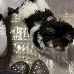 Havanese Puppies from Arane Havanese