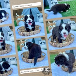 "Rip" Australian Shepherd and Miniature Australian Shepherd Puppies from Integrity Aussies Tx