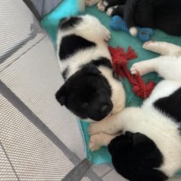 Akita Puppies from Gloe Akita's