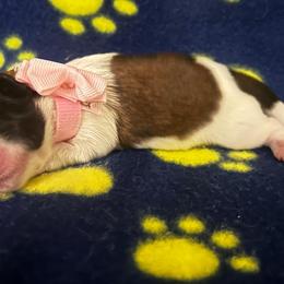 Blossom - Tricolor female Shih Tzu puppy in Sebring, Florida from Amarilys ShihTzus & Poodles