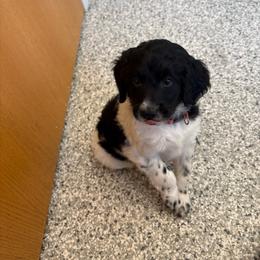Pink - Black and white female Bernedoodle puppy in Cedar Springs, Michigan from Pecks Oodle Doodles