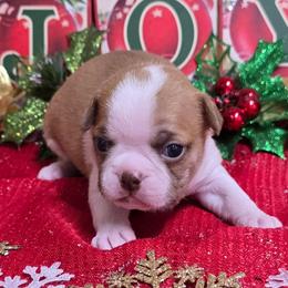 Red Boy - Red male Boston Terrier puppy in Corsicana, Texas from JT Bostons