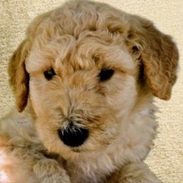 Chief - Apricot male Goldendoodle puppy in Western Massachusetts, Massachusetts from Magical Goldendoodles of Pioneer Valley, MA