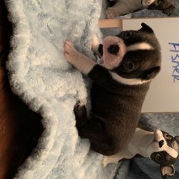 Boston Terrier Puppies from Marjena Bass