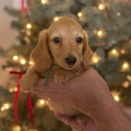 Emmett - Red male Dachshund puppy in Florida from Best Shepherds