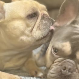 French Bulldogs from Heart and Soul French Bulldogs