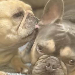 French Bulldogs from Heart and Soul French Bulldogs