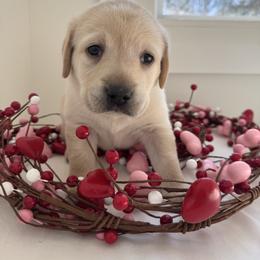 Charm - Yellow male Labrador Retriever puppy in Canton, Georgia from Dukes Retirevers