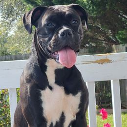 Baylee - Boxer