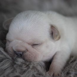 American Corgi and French Bulldog Puppies from Moonstone Corgis & Frenchies