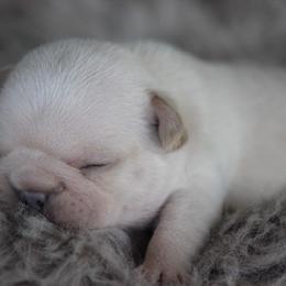 American Corgi and French Bulldog Puppies from Moonstone Corgis & Frenchies