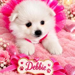 Debbie - White female Pomeranian puppy in St. Louis, Missouri from Saint Louis Pomeranian babies