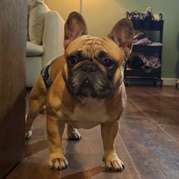 Zuri - French Bulldog