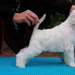 Miniature Schnauzer Puppies from Rose Lane Schnauzers