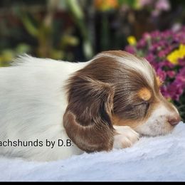 Rollo 1695 - Piebald male Dachshund puppy in Ben Wheeler, Texas from Anytime Dachshunds by D.B.