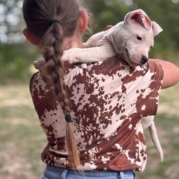 Vincent - White male American Staffordshire Terrier puppy in Lizella, Georgia from Àine Amstaffs