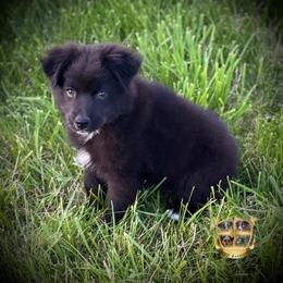 Amor - Black & white male Miniature Australian Shepherd puppy in El Dorado Springs, Missouri from HP Aussie Kennels