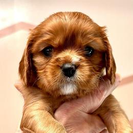 Garrett - Ruby male Cavalier King Charles Spaniel puppy in Lambertville, Michigan from Dream Dog LLC