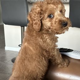 Sonny F1BB - Red  Goldendoodle puppy in Rancho Murieta, California from Caryn’s classy doodles