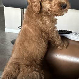 Sonny F1BB - Red  Goldendoodle puppy in Rancho Murieta, California from Caryn’s classy doodles