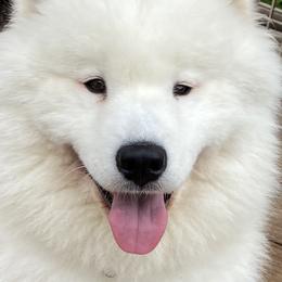 Samoyeds from O’blako Samoyeds