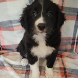 Luna - Black and white female Border Collie puppy in Watsontown, Pennsylvania from Kate Gresham